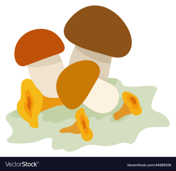 assorted mushrooms isolated assorted mushrooms isolated