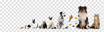 Assorted-pets, Wimbledon Pet Nannies Dog Veterinarian Animal Cat, no pets transparent background PNG clipart