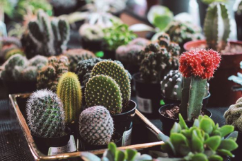 assorted potted succulent plants assorted potted succulent plants