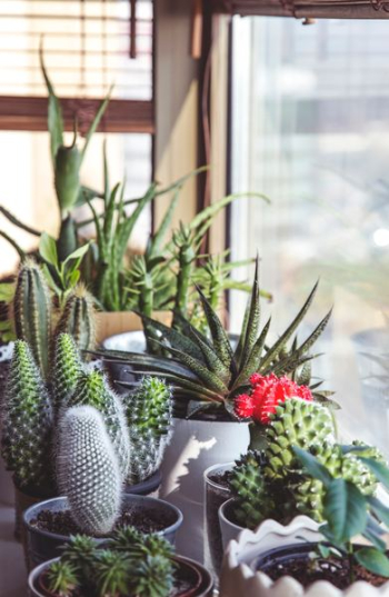 assorted-type cacti assorted-type cacti