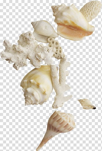 Assorted white seashells, Seashell , Seashells transparent background PNG clipart Assorted white seashells, Seashell , Seashells transparent background PNG clipart