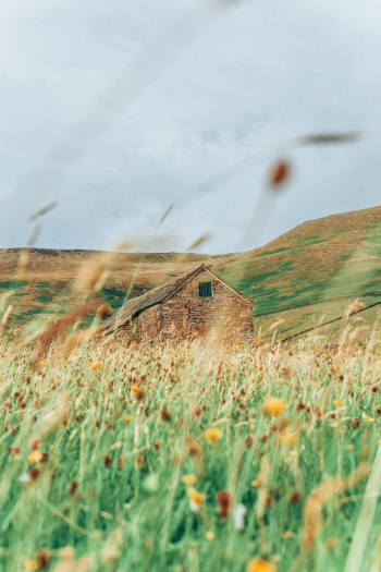 At home in the wildflower