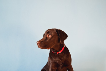 Atena, chocolate lab. Atena, chocolate lab.