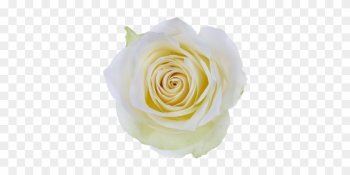 Athena Single Head Rose - Single White Rose Png Athena Single Head Rose - Single White Rose Png
