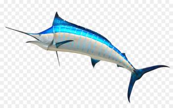 Atlantic blue marlin Royalty-free Clip art - Marlin Cliparts Outline 