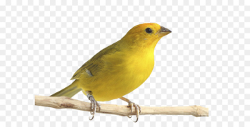 Atlantic canary Saffron finch Bird Pet Passerine - Bird Atlantic canary Saffron finch Bird Pet Passerine - Bird