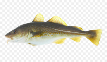Atlantic cod Stockfish Alaska pollock Salmon - Atlantic Cod Atlantic cod Stockfish Alaska pollock Salmon - Atlantic Cod