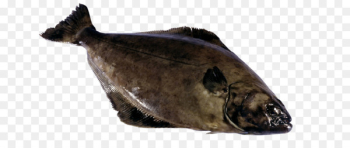 Atlantic halibut Pacific halibut Clip art Atlantic cod - fish 