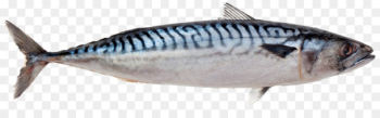 Atlantic mackerel Atlantic chub mackerel King mackerel - others 
