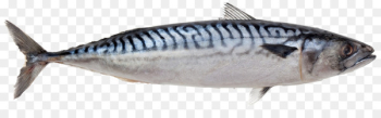 Atlantic mackerel Pelagic fish Atlantic herring - mackerel Atlantic mackerel Pelagic fish Atlantic herring - mackerel