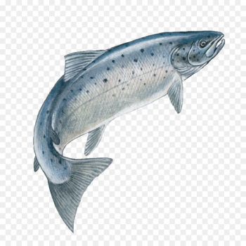 Atlantic salmon Drawing Trout Chinook salmon - fish jumping Atlantic salmon Drawing Trout Chinook salmon - fish jumping