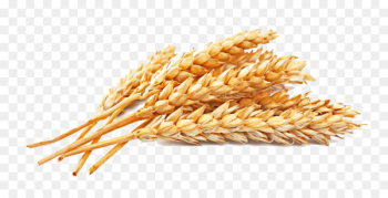 Atta flour Whole-wheat flour Cereal Seed - Golden wheat Atta flour Whole-wheat flour Cereal Seed - Golden wheat