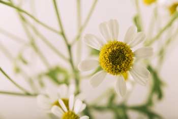 Attractive oxeye daisy flower blooming outdoors Attractive oxeye daisy flower blooming outdoors