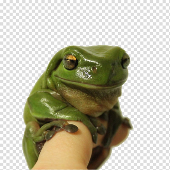 Australian green tree frog Animal, Sleeping tree frog transparent background PNG clipart