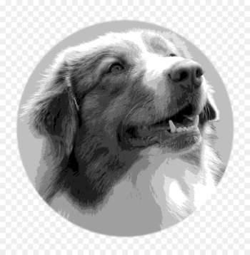 Australian Shepherd German Shepherd Puppy Golden Retriever Labrador Retriever - australian 