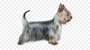 Australian Silky Terrier, Yorkshire Terrier, Australian Terrier, Dog, Mammal PNG