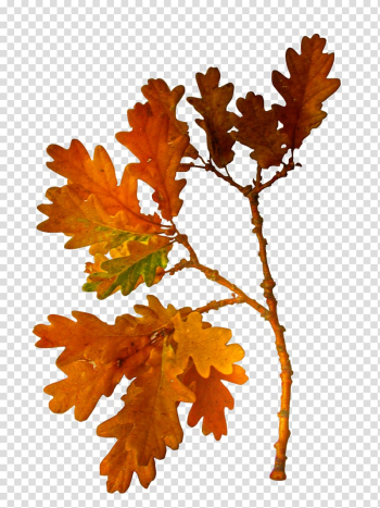 Autumn , autumn transparent background PNG clipart Autumn , autumn transparent background PNG clipart