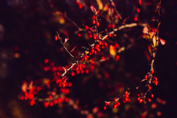 Autumn barberry Autumn barberry