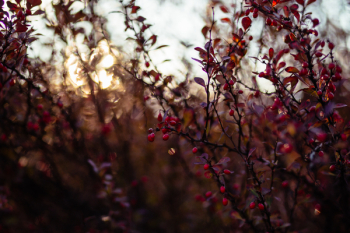 Autumn barberry 2 Autumn barberry 2