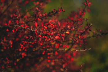 Autumn barberry 3 Autumn barberry 3