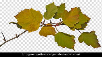 Autumn branch, green-leafed plant transparent background PNG clipart