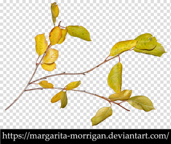 Autumn branch, yellow and green rose leaves transparent background PNG clipart