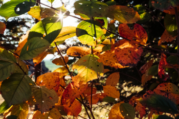 Autumn cherry tree leaves Autumn cherry tree leaves