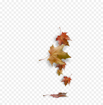 Autumn Clip art - autumn leaves Autumn Clip art - autumn leaves