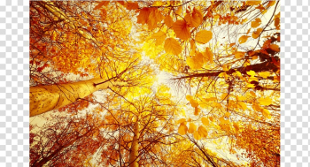 Autumn Desktop Landscape painting , autumn transparent background PNG clipart Autumn Desktop Landscape painting , autumn transparent background PNG clipart