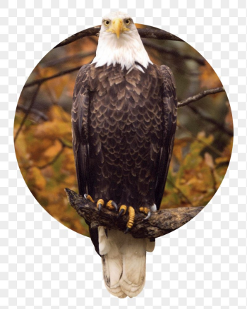 Autumn eagle png bird badge | Free PNG - rawpixel Autumn eagle png bird badge | Free PNG - rawpixel