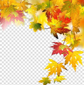 Autumn elements transparent background PNG clipart