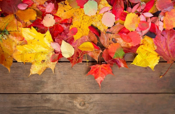 Autumn fall leaves background | Stock image | Colourbox