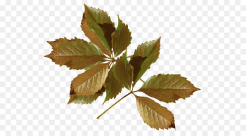 Autumn Fashion Clothing Leaf Flower - autumn Autumn Fashion Clothing Leaf Flower - autumn
