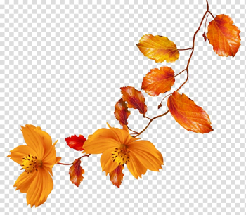 Autumn Flower , autumn leaves transparent background PNG clipart Autumn Flower , autumn leaves transparent background PNG clipart