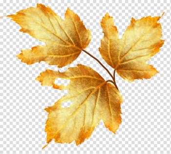 Autumn Flower , Autumn leaves transparent background PNG clipart Autumn Flower , Autumn leaves transparent background PNG clipart
