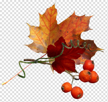 Autumn Flower , autumn transparent background PNG clipart Autumn Flower , autumn transparent background PNG clipart