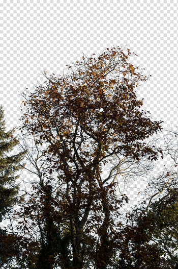 Autumn Foliage, brown-leafed tree during daytime transparent background PNG clipart