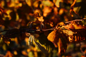 Autumn hazel tree branch Autumn hazel tree branch