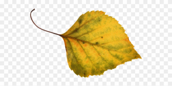 Autumn Leaf Autumn Leaf - Hallan Autumn Leaf Autumn Leaf - Hallan