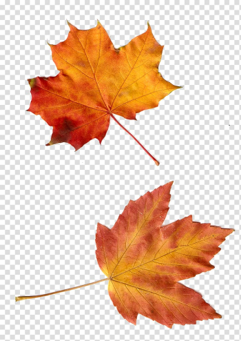 Autumn Leaf , autumn transparent background PNG clipart Autumn Leaf , autumn transparent background PNG clipart