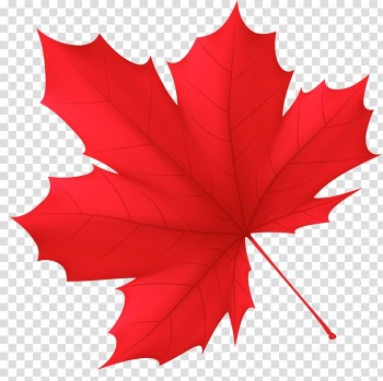 Autumn Leaf Canada , autumn transparent background PNG clipart Autumn Leaf Canada , autumn transparent background PNG clipart
