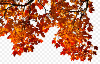 Autumn Leaf Clip art - autumn leaves Autumn Leaf Clip art - autumn leaves