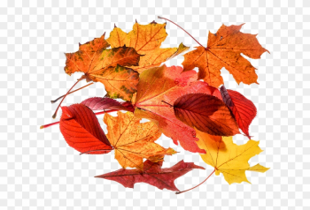 Autumn Leaf Clipart 25, - Autumn Leaves Transparent Autumn Leaf Clipart 25, - Autumn Leaves Transparent