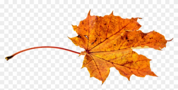 Autumn Leaf Clipart 27, - Autumn Leaf Transparent Autumn Leaf Clipart 27, - Autumn Leaf Transparent