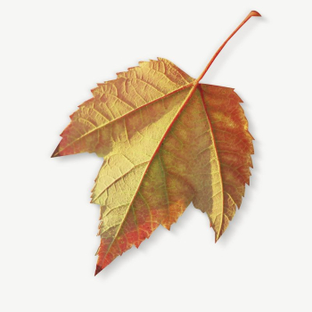 Autumn leaf collage element | Free PSD - rawpixel Autumn leaf collage element | Free PSD - rawpixel