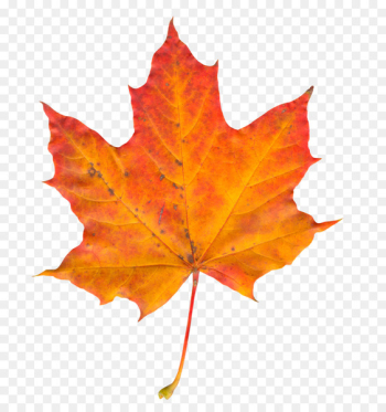 Autumn leaf color - Autumn Leaf Autumn leaf color - Autumn Leaf