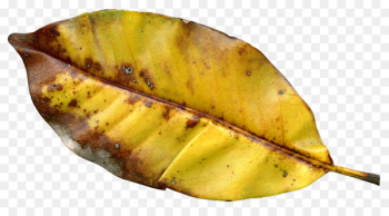 Autumn leaf color Autumn leaf color - Autumn Leaf Autumn leaf color Autumn leaf color - Autumn Leaf