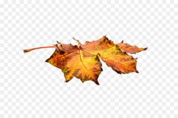 Autumn leaf color Autumn leaf color - autumn leaves Autumn leaf color Autumn leaf color - autumn leaves