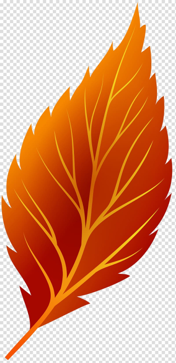 Autumn leaf color Autumn leaf color , autumn leaves transparent background PNG clipart