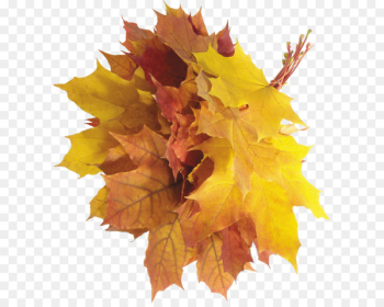 Autumn leaf color Autumn leaf color - autumn PNG leaves Autumn leaf color Autumn leaf color - autumn PNG leaves